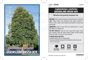 Lophostemon confertus 'Qld Box Tree' - Hello Hello Plants