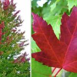 Jeffers Red Maple - Hello Hello Plants & Garden Supplies