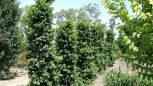 A row of Syzygium 'Pinnacle' Lilly Pilly 12" Pot trees in a garden.