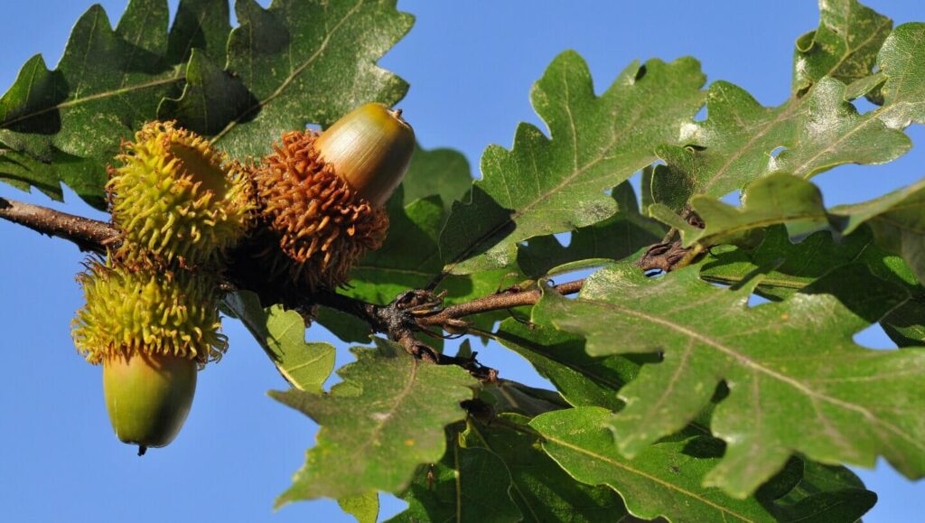 Quercus 'Turkey Oak Tree' 10