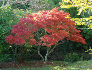 Acer 'elegans' Japanese Maple - Hello Hello Plants