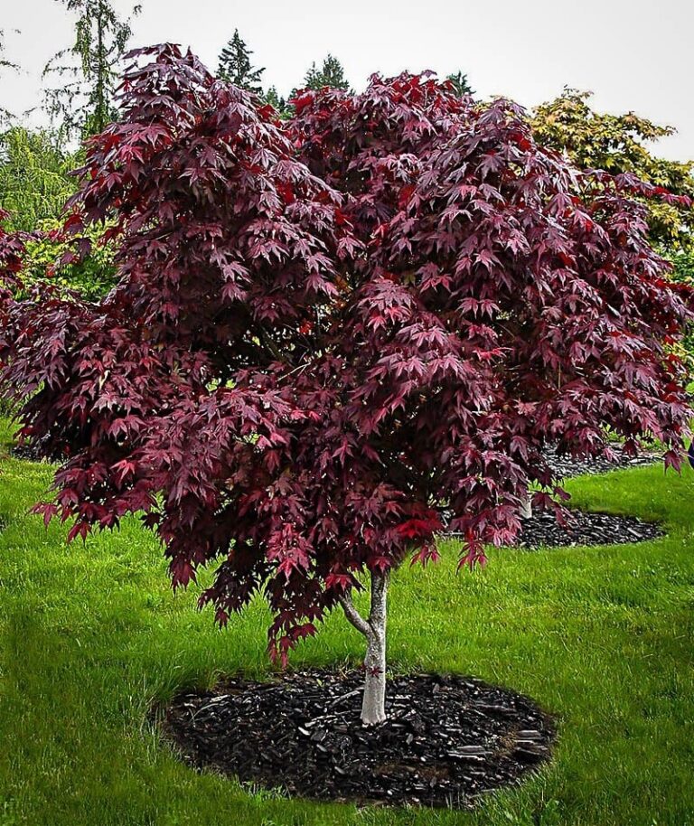 expensive japanese maple tree types