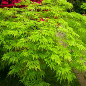 Acer 'Filigree Rouge' Japanese Maple 13" Pot is a stunning variety of Japanese maple tree (Acer) known for its delicate and intricate foliage. With its vibrant crimson hues in autumn, this Japanese maple (japanese