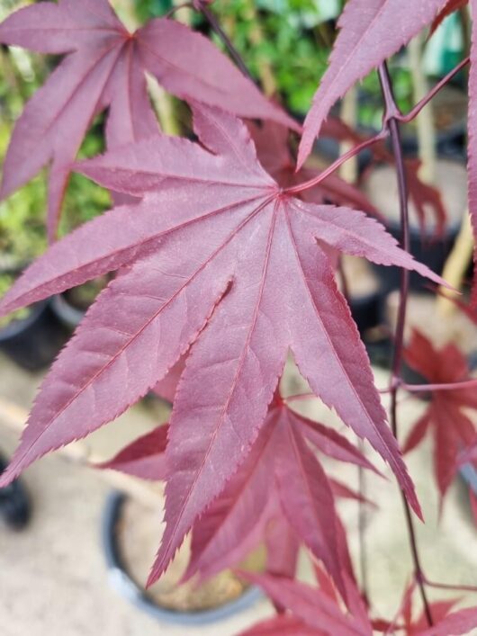 Acer 'Emperor 1' Japanese Maple - Hello Hello Plants & Garden Supplies