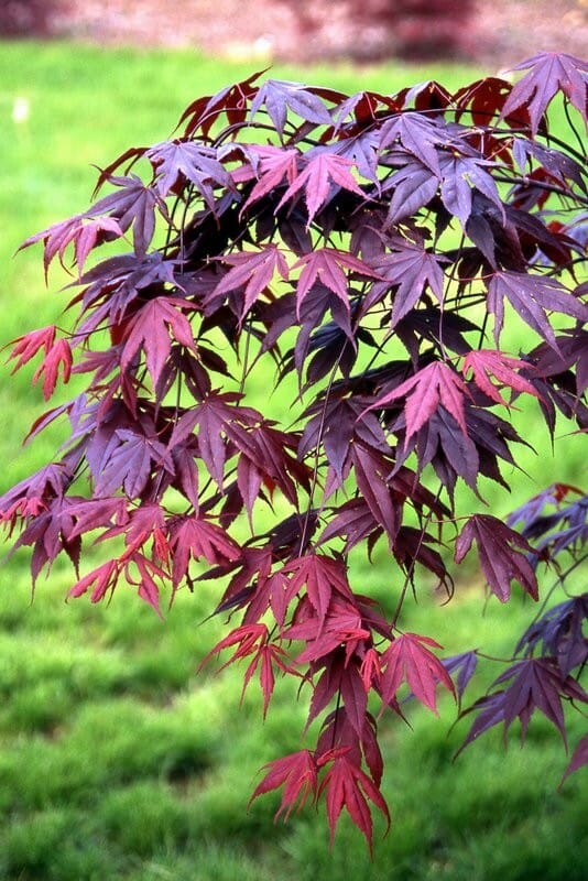 japanese red maple cost