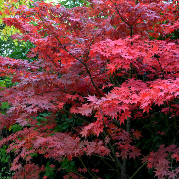 Upright Japanese Maple Trees - buy online - Hello Hello Plants