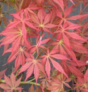 Acer 'Oshu Shidare' Japanese Maple 10" Pot, a type of Japanese Maple, displaying vibrant red leaves.