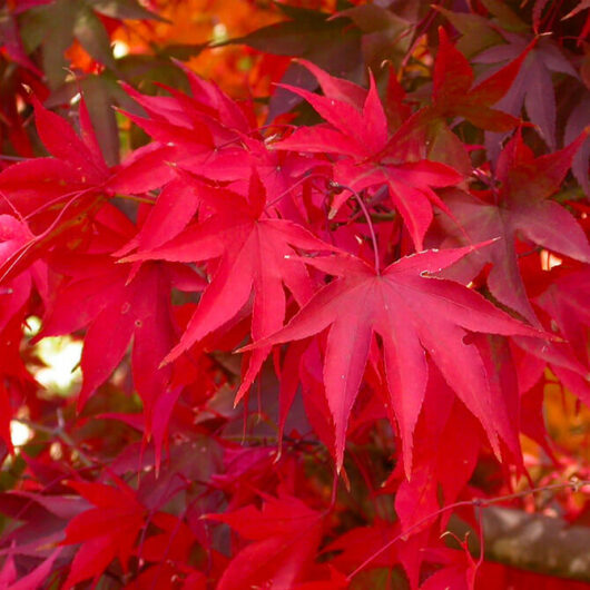 Vibrant red Acer 'Osakazuki' Japanese Maple 13" Pot leaves in autumn.