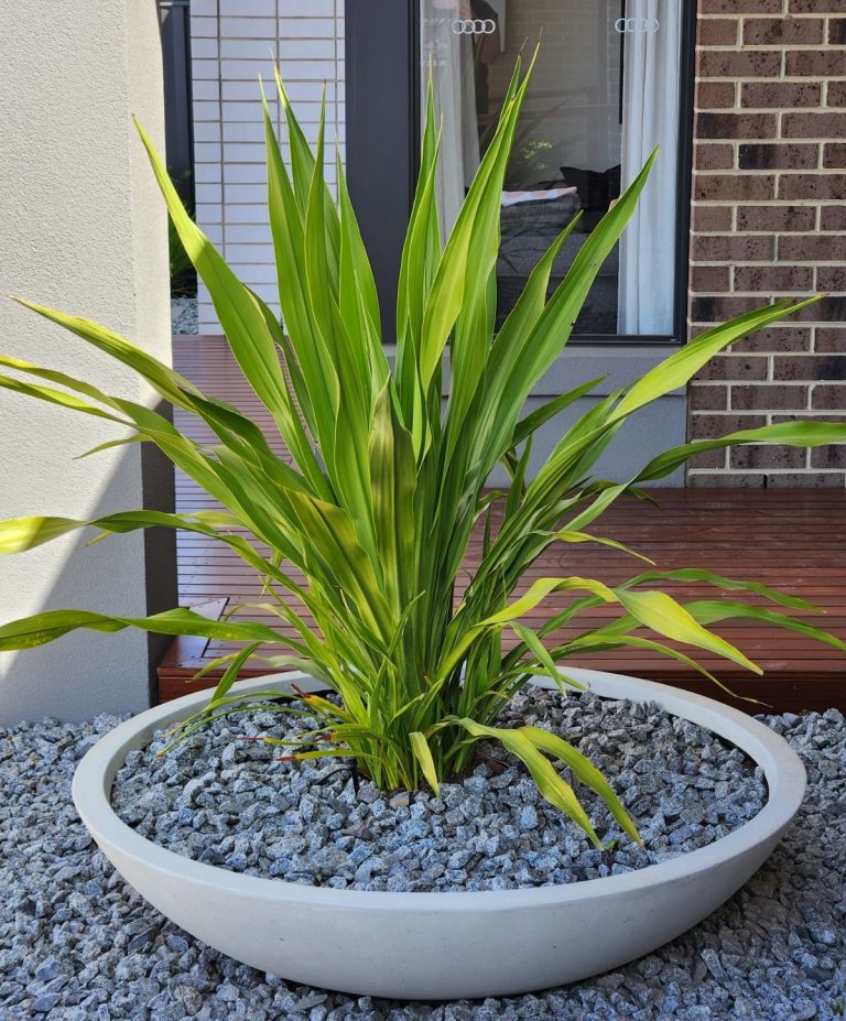 Doryanthes 'Gymea Lily' 16'' Pot - Hello Hello Plants & Garden Supplies