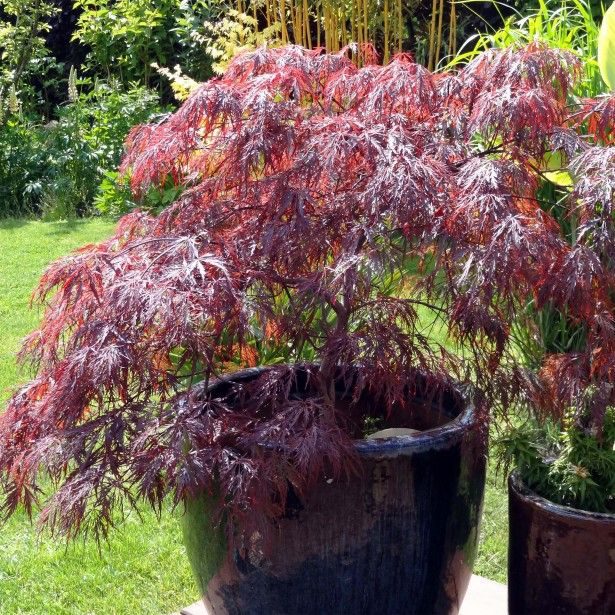 Acer 'Inaba Shidare' Japanese Maple 13