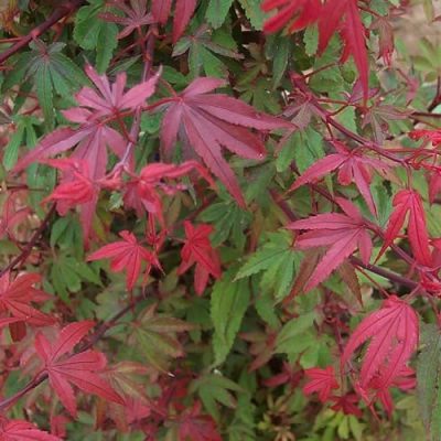 Japanese Maple Bloodgood - Hello Hello Plants & Garden Supplies