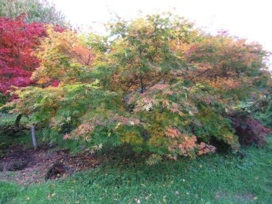 A Acer 'Kihachijo' Japanese Maple 13" Pot with colorful leaves in a garden.