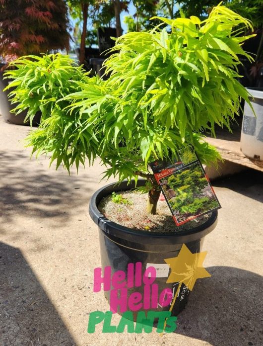 An Acer 'Mikawa Yatsabusa' Japanese Maple in a 10" pot with bright green, spiky leaves sits on a paved surface. A label is attached to the pot, displaying the words "Hello Hello Plants" in colorful text at the bottom.