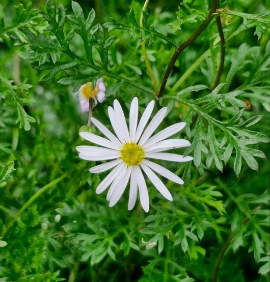 Brachyscome 'Cut-Leaf Daisy' White showcases a vibrant yellow center surrounded by delicate white petals and lush green leaves.