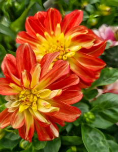 Two vibrant red and yellow flowers with green leaves are complemented by Brachyscome 'Cut-Leaf Daisy' White, adding a whimsical touch to the scene.