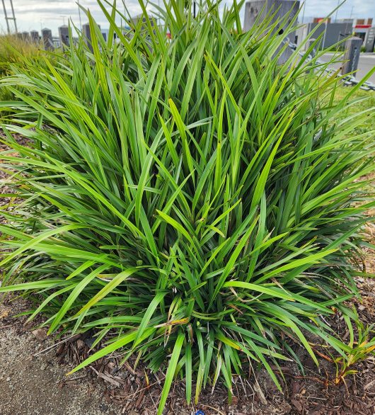 A bushy cluster of green, grass-like Dianella tasmanica 'Flax Lily' leaves is planted in a mulched garden bed. The sky and nearby street are visible in the background.