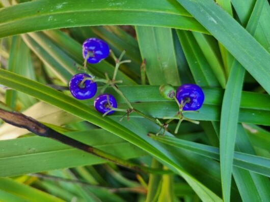 Dianella tasmanica tasman flax lily