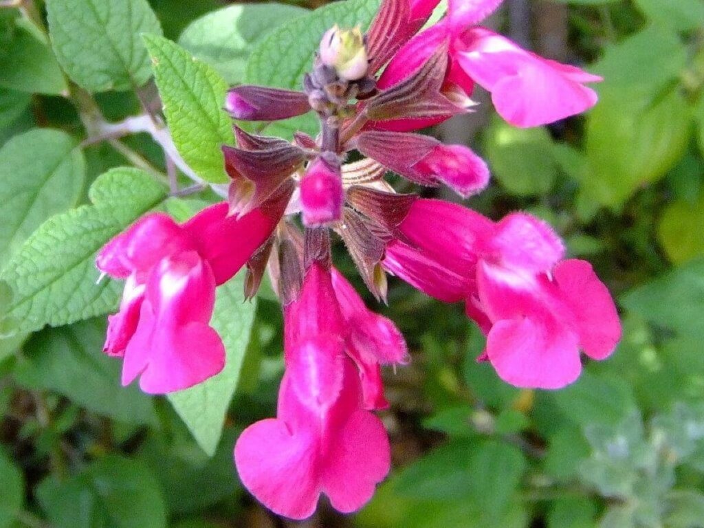 Salvia 'Joan' - Hello Hello Plants