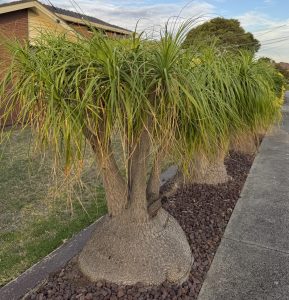 Three ponytail palms with thick trunks and long, narrow leaves are planted next to Cotyledon 'Silver Waves' succulents in an 8" pot in a landscaped area by the sidewalk.