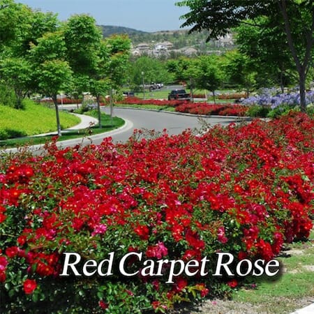 red-carpet-rose