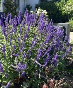 The vibrant purple flowering bush flourishes next to a Cotyledon 'Silver Waves' Succulent in an 8" pot, basking in the sunlight of a garden.