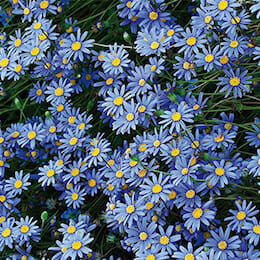 3” Blue Marguerite Daisy
