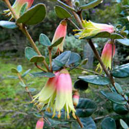 correa-decumbens