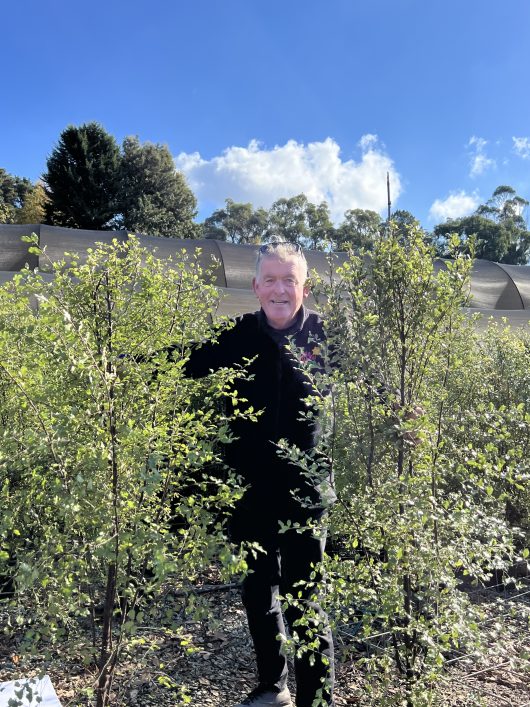 Pittosporum tenuifolium Silver Sheen 10in pot tall chris from hello hello plants large hedging plant