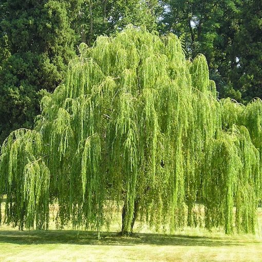 Weeping Trees Melbourne | Mop Tops | Cherry Trees