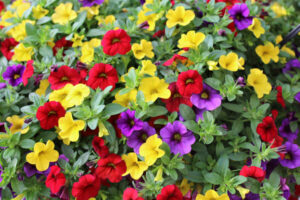 A vibrant Calibrachoa 'Million Bells' 6" Pot filled with Million Bells, a variety of colorful Calibrachoa flowers.