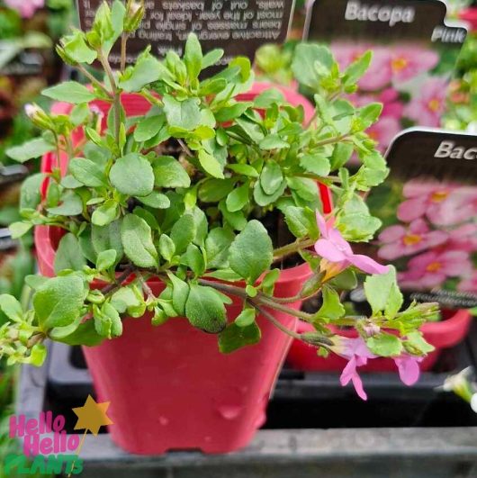 A Bacopa 'Pink' plant features vibrant green leaves and delicate pink flowers, nestled in a striking red 3-inch pot, with visible tags lingering in the background.