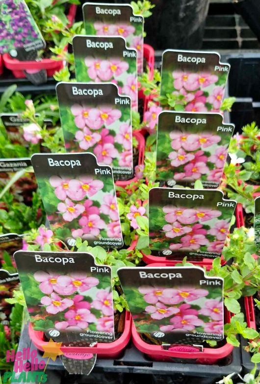 Vibrant blooms of Bacopa 'Pink' grace 3" red pots, showcasing a stunning flowering groundcover.