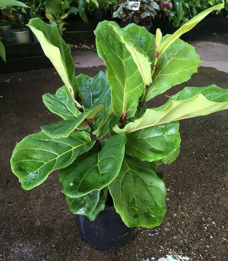 fiddle-leaf-fig-8-pot-hello-hello-plants-garden-supplies