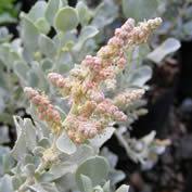 Saltbush