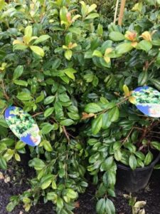 A Syzygium 'Baby Boomer' Lilly Pilly 7" Pot bush with a blue sticker on it.