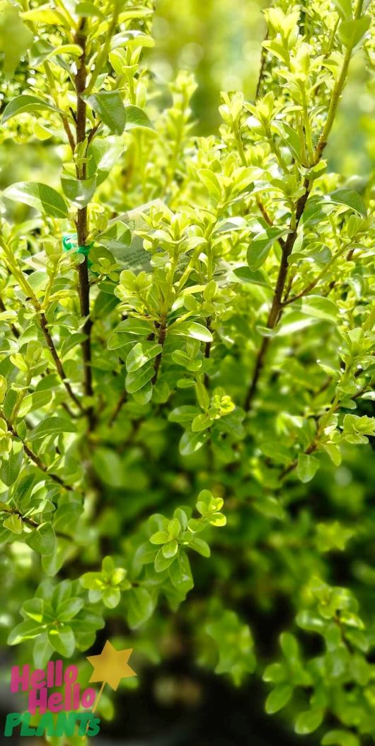 Introducing the Pittosporum 'Green Pillar' in an 8" pot, a vibrant green leafy plant featuring small leaves and densely growing vertical branches. This variety is ideal for enhancing your space with lush greenery.