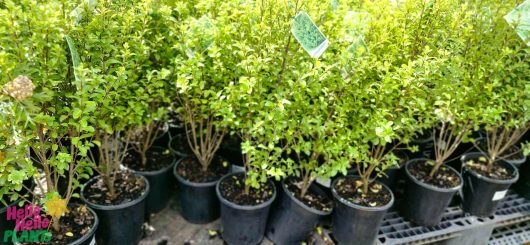 Pittosporum 'Green Pillar' plants, each with labels on their branches, are neatly positioned in 8-inch pots and elegantly displayed on a black stand.