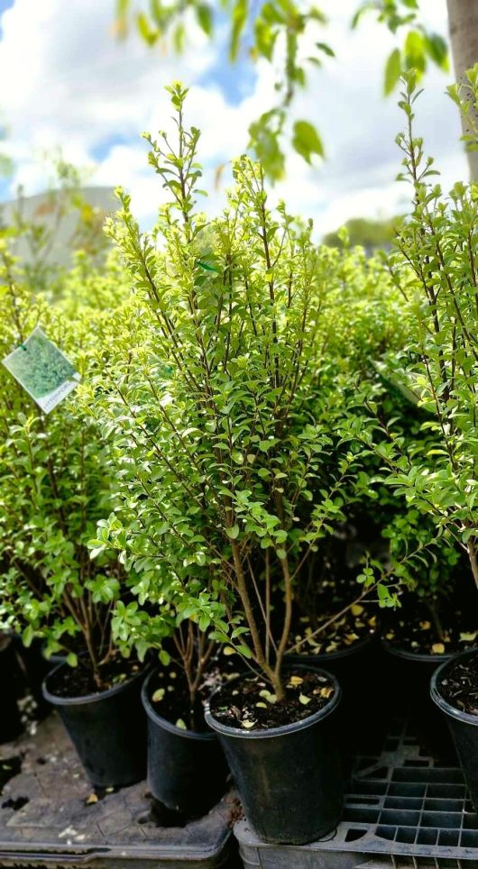 Pittosporum 'Green Pillar' trees, showcasing lush green leaves, are elegantly displayed on a pallet at the garden center, each nestled neatly in an 8" pot.