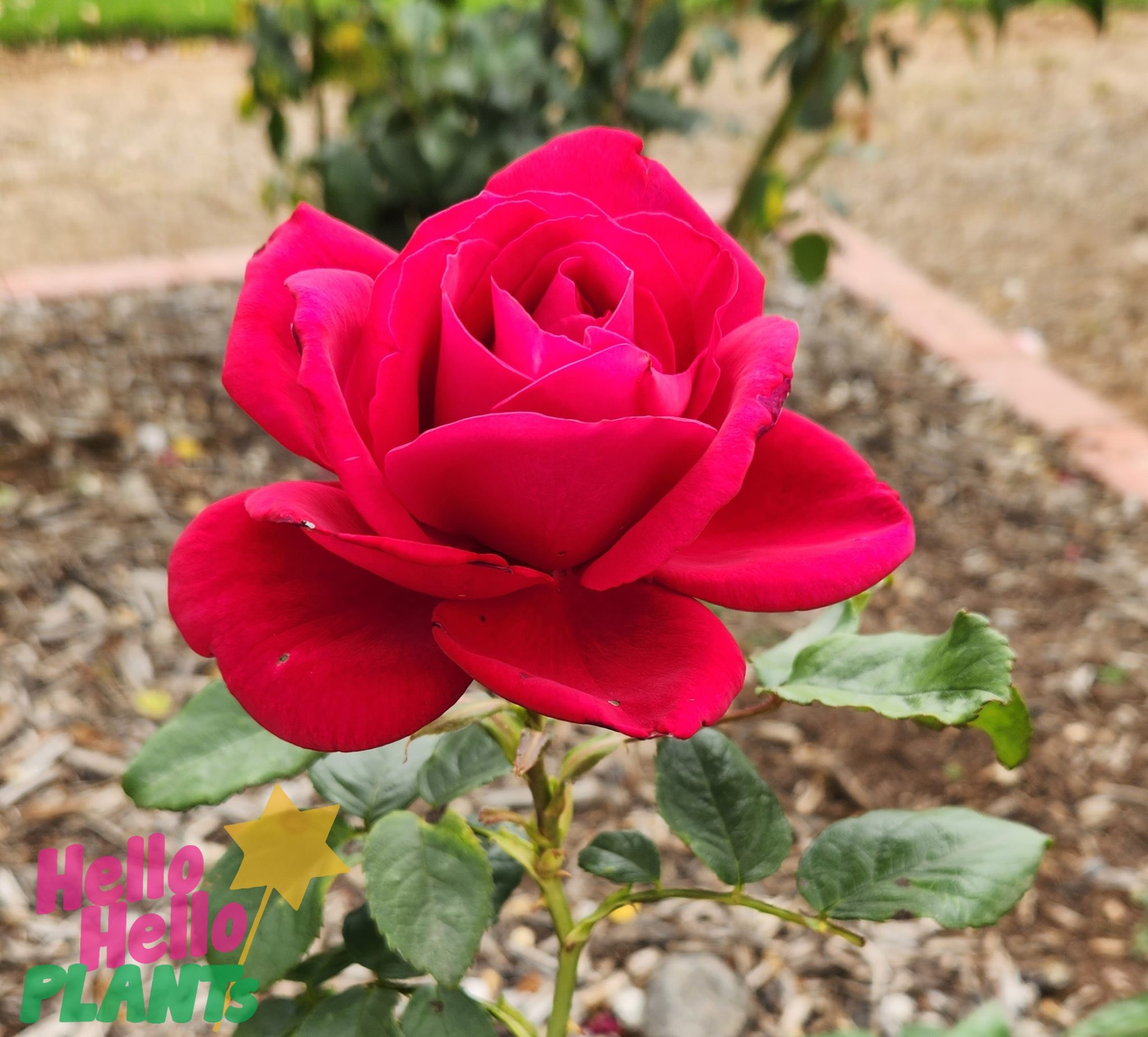 Rose The Australian Bicentennial 2ft Standard Hello Hello Plants 