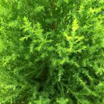 Cupressus 'Wilma' Lemon Scented Conifer 6