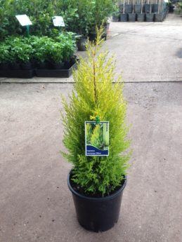 Cupressus 'Wilma' Lemon Scented Conifer 6