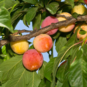 Ripening plums on a Prunus 'Plumcot' (Plum/Apricot) Bare Rooted tree branch with green leaves.