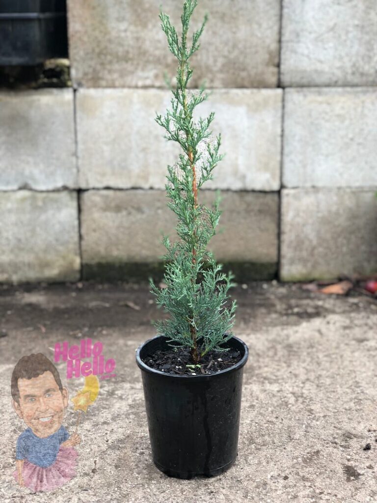 Cupressus 'Glauca Pencil Pine' 6" Pot - Hello Hello Plants