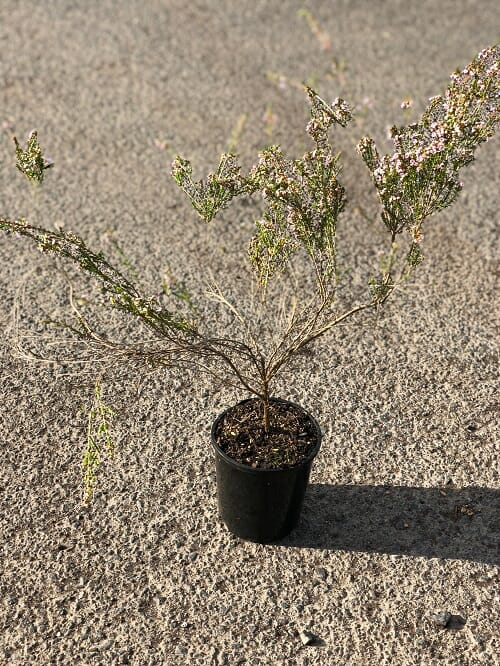 Thryptomene saxicola 6inch pot economy grade - Hello Hello Plants ...