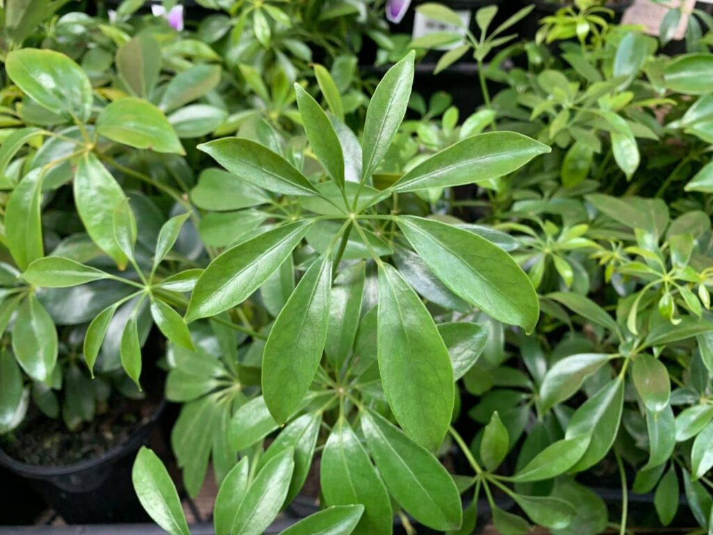 Schefflera Arboricola Dwarf Umbrella Plant 6 Pot Hello Hello