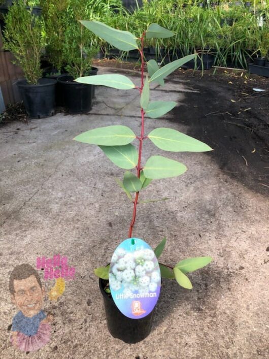 Eucalyptus "Little Snowman" 6" Pot @ Hello Hello Plants