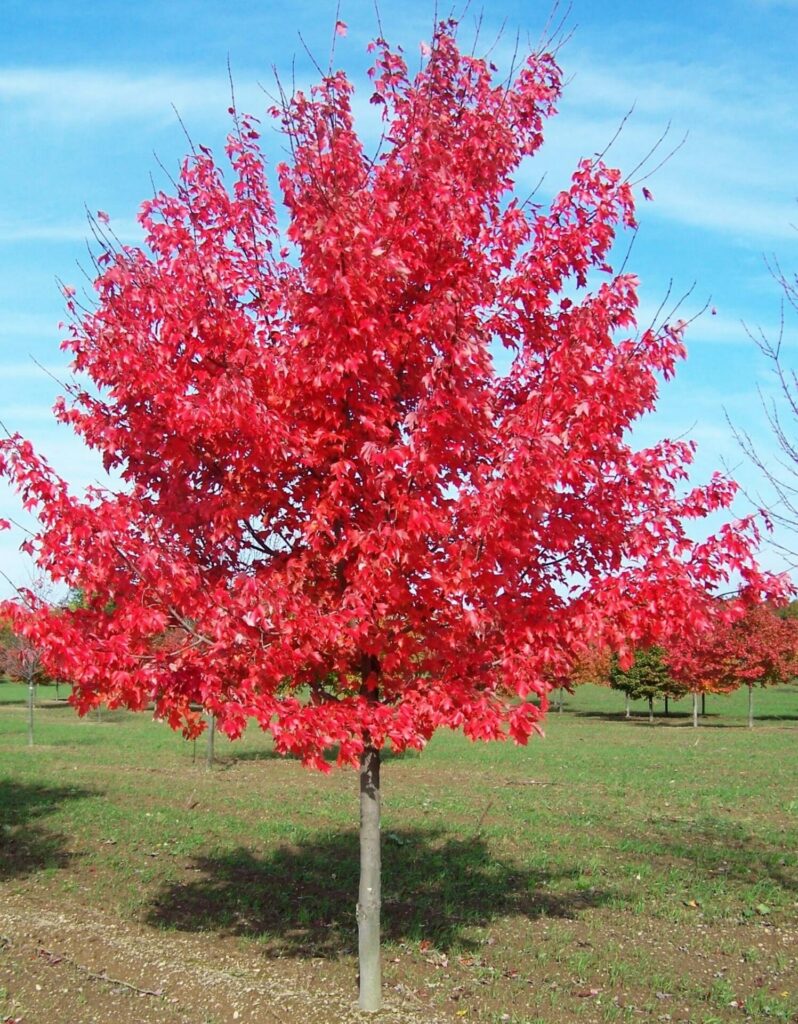 Acer 'Autumn Red/October Glory' Maple - Hello Hello Plants