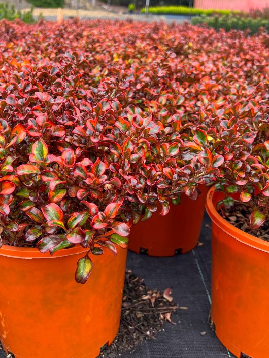 Rows of potted plants with vibrant red and green leaves, including stunning Coprosma 'Tequila Sunrise', are arranged in orange pots on a black tarp.