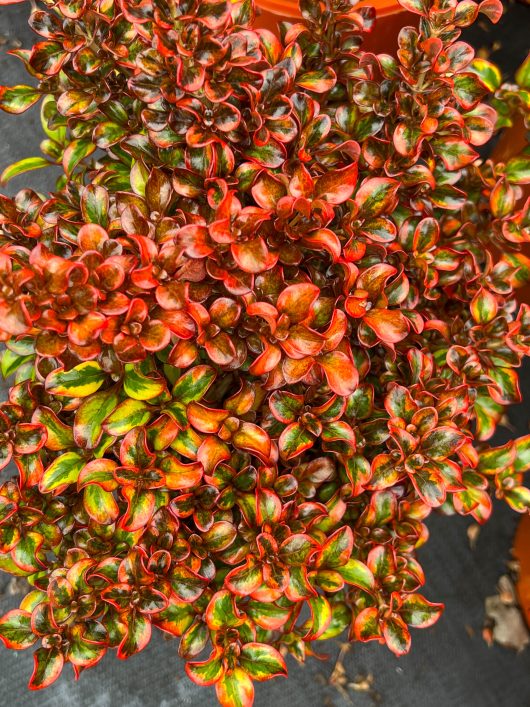 Close-up of a Coprosma 'Tequila Sunrise' with small, vibrant variegated leaves displaying shades of red, green, and yellow. The plant appears healthy and lush.