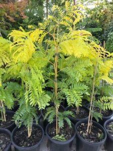 A group of Gleditsia 'Sunburst' 8" Pot plants with sunburst yellow leaves.